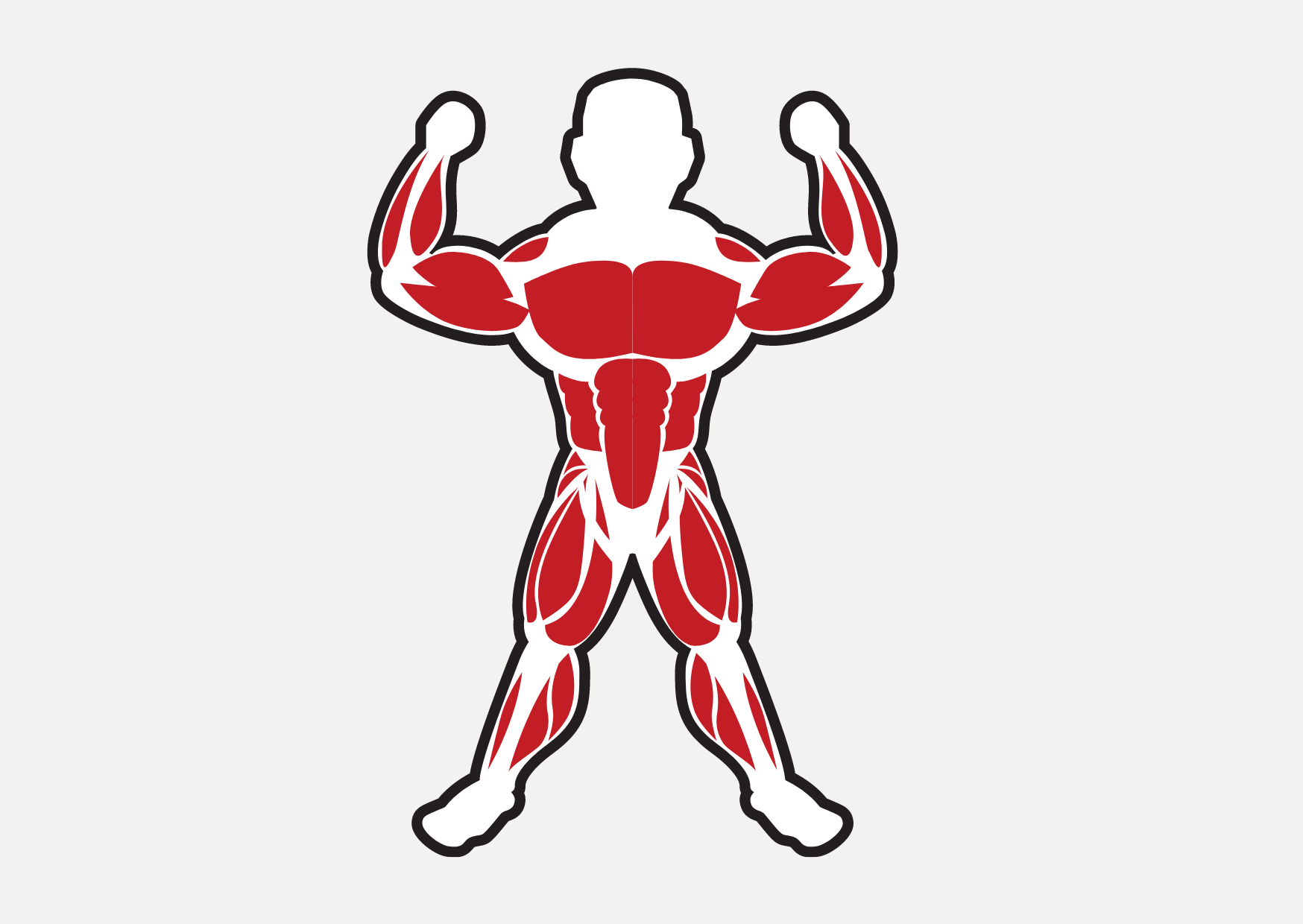 dibujo de los músculos